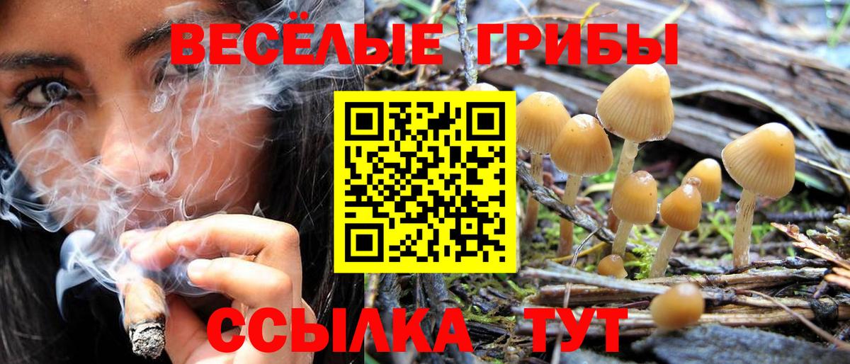 Галлюциногенные грибы Cubensis  Вход с VPN  Вичуга 